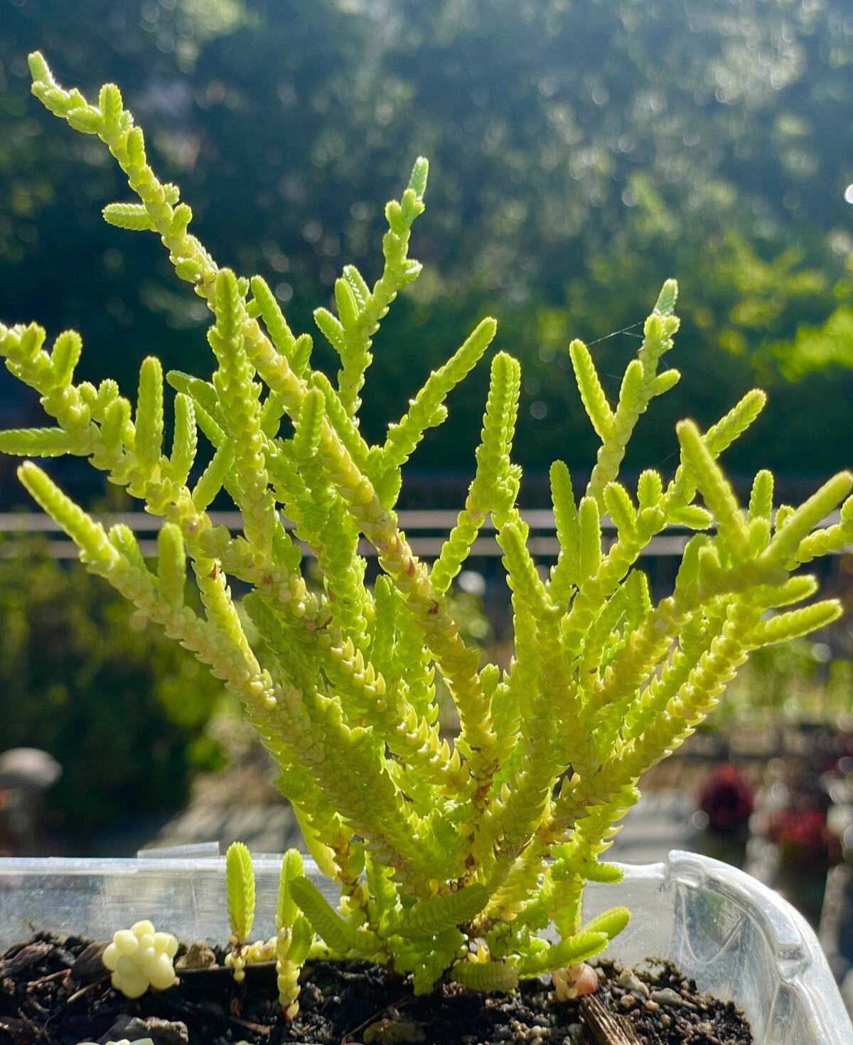 Rare Succulent Crassula Muscosa Watch Chain Fully Rooted Live Plant 3-4 Inches