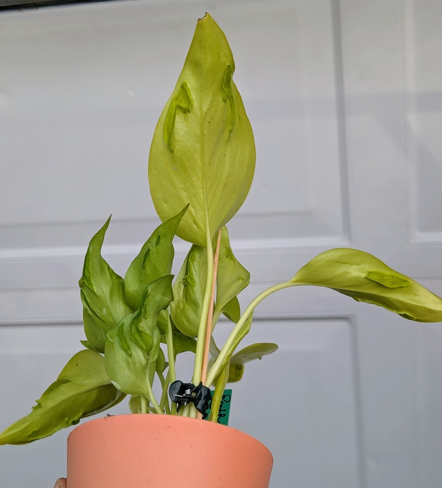Pothos Champs-Elysees