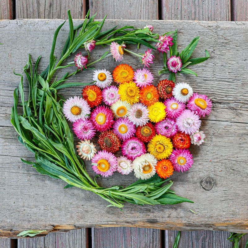 300 DWARF STRAWFLOWER FLOWER MIX SEEDS ~ heirloomseedguy ~ 2026 ~ NON-GMO