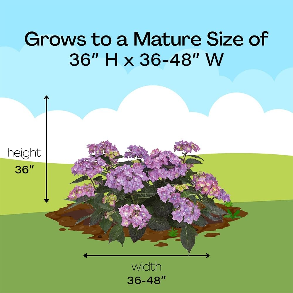 Proven Winners 2 Gal. Lets Dance Can Do Hydrangea Shrub 18133