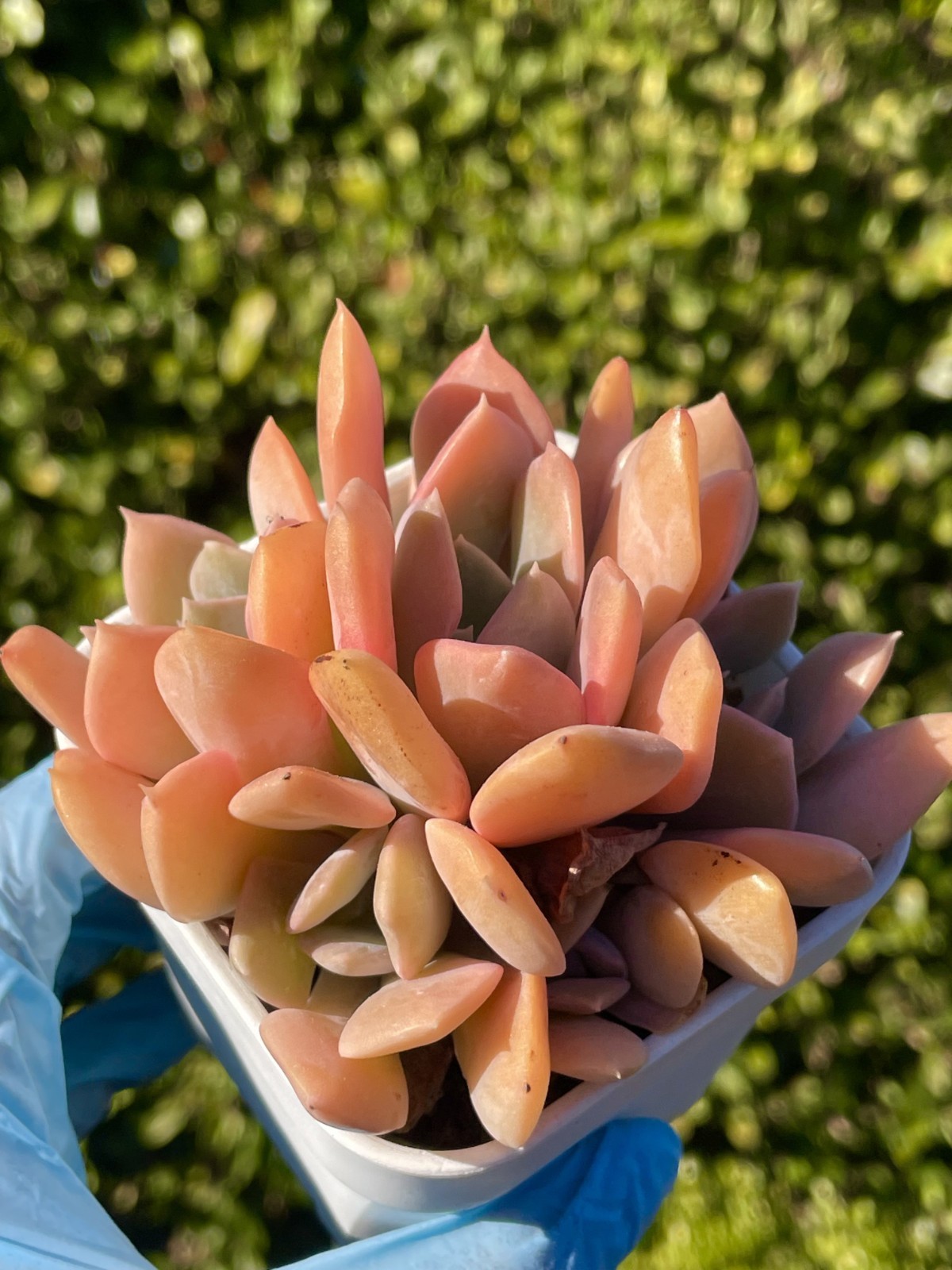 Rare Succulent Echeveria Misty Lilac 5-Head 3 Inches Pink Rooted Live Plant