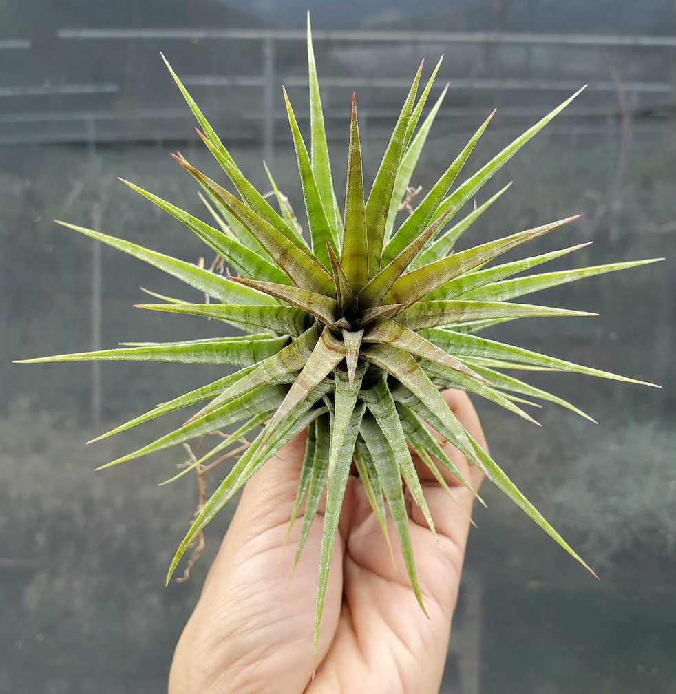 Tillandsia ionantha Domingo’s Stripes. (ionantha vanhyningii x ionantha mexico)