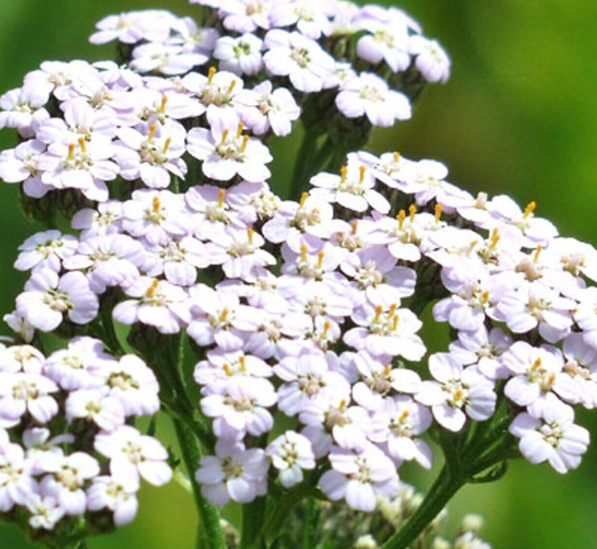 WHITE YARROW SEEDS 2000+ achillea millefollum PERENNIAL herb FLOWER garden BEES