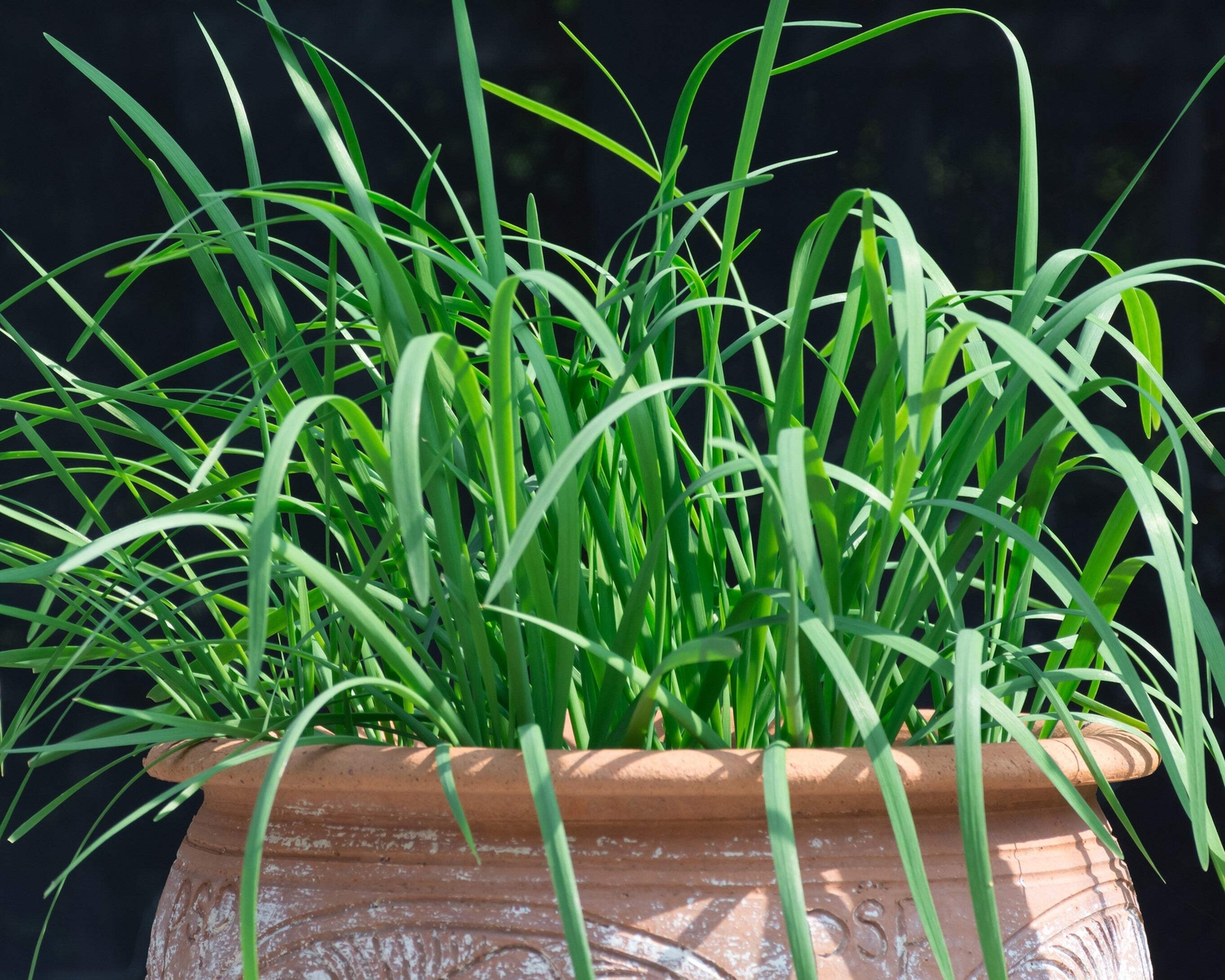 500 CHINESE LEEK ( Oriental Garlic Chives ) Allium Tuberosum Vegetable Seeds