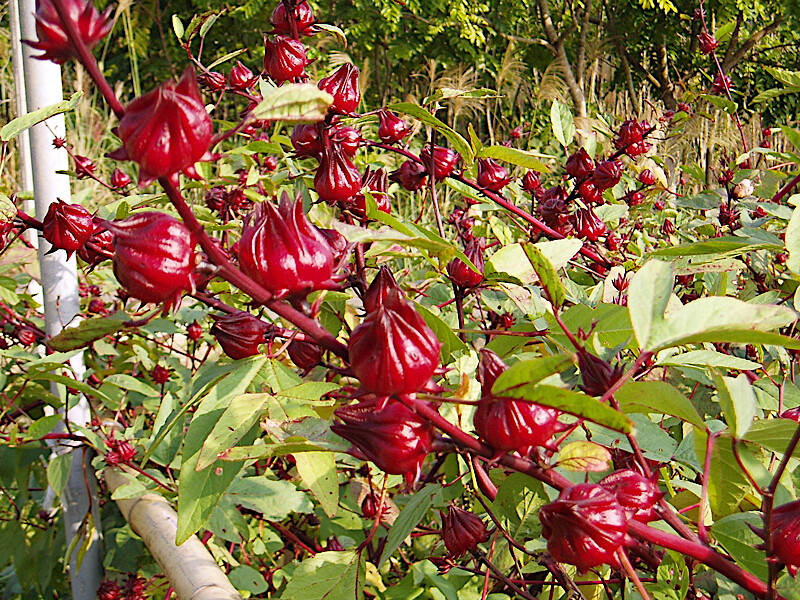 Roselle Seeds Hibiscus sab Jamaican Sorrel Florida Cranberry RARE LUOSHEN FLOWER