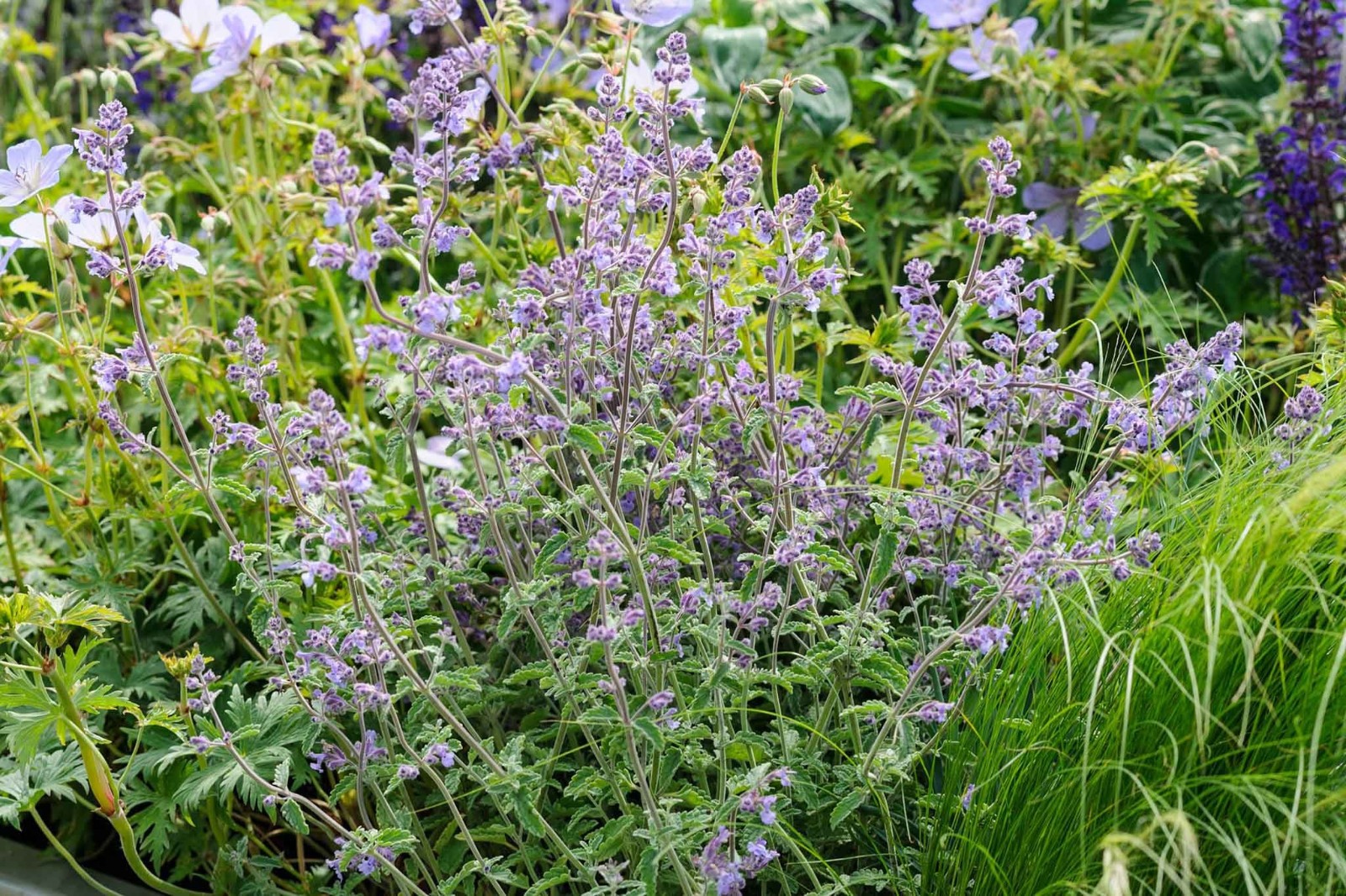 Catnip Seeds Organic Free Shipping! High Germination!
