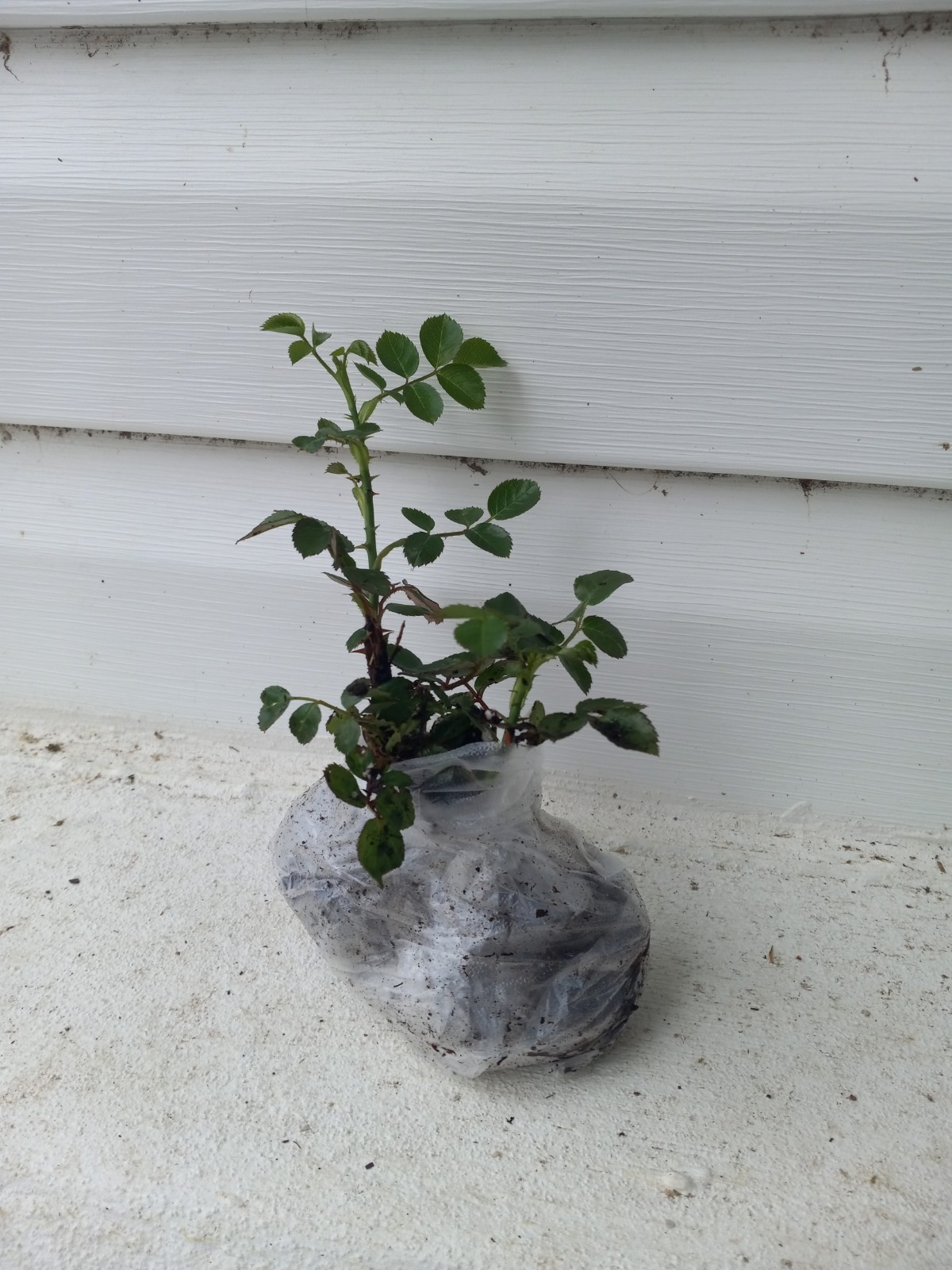 White Climbing Rose – Live Plant