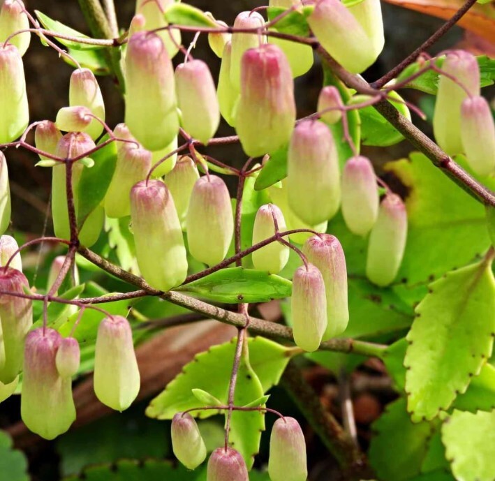 Kalanchoe Pinnata Kalanchoe Plant 6-10″ Tall, Miracle Leaf Mother of Thousand