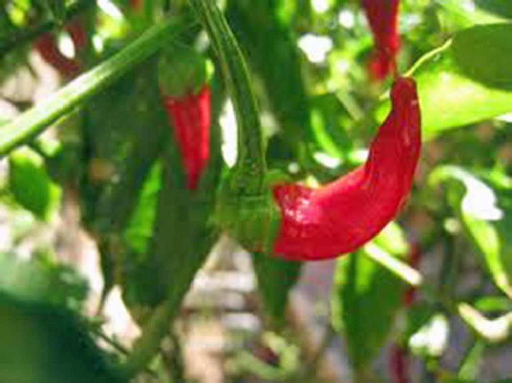 Cayenne Pepper, Long RED Thin, Heirloom, 500 Seeds,Great Fresh OR Dried