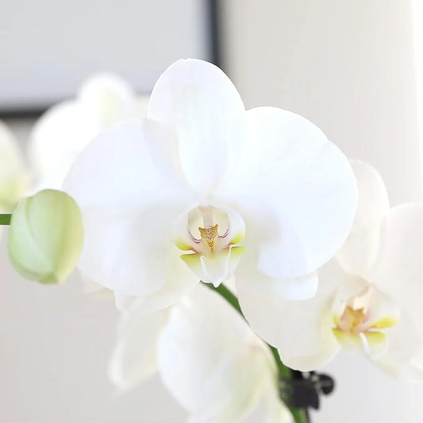 16-30″ White and Yellow Premium Orchid Live Plant in 5″ White Ceramic Pot, House