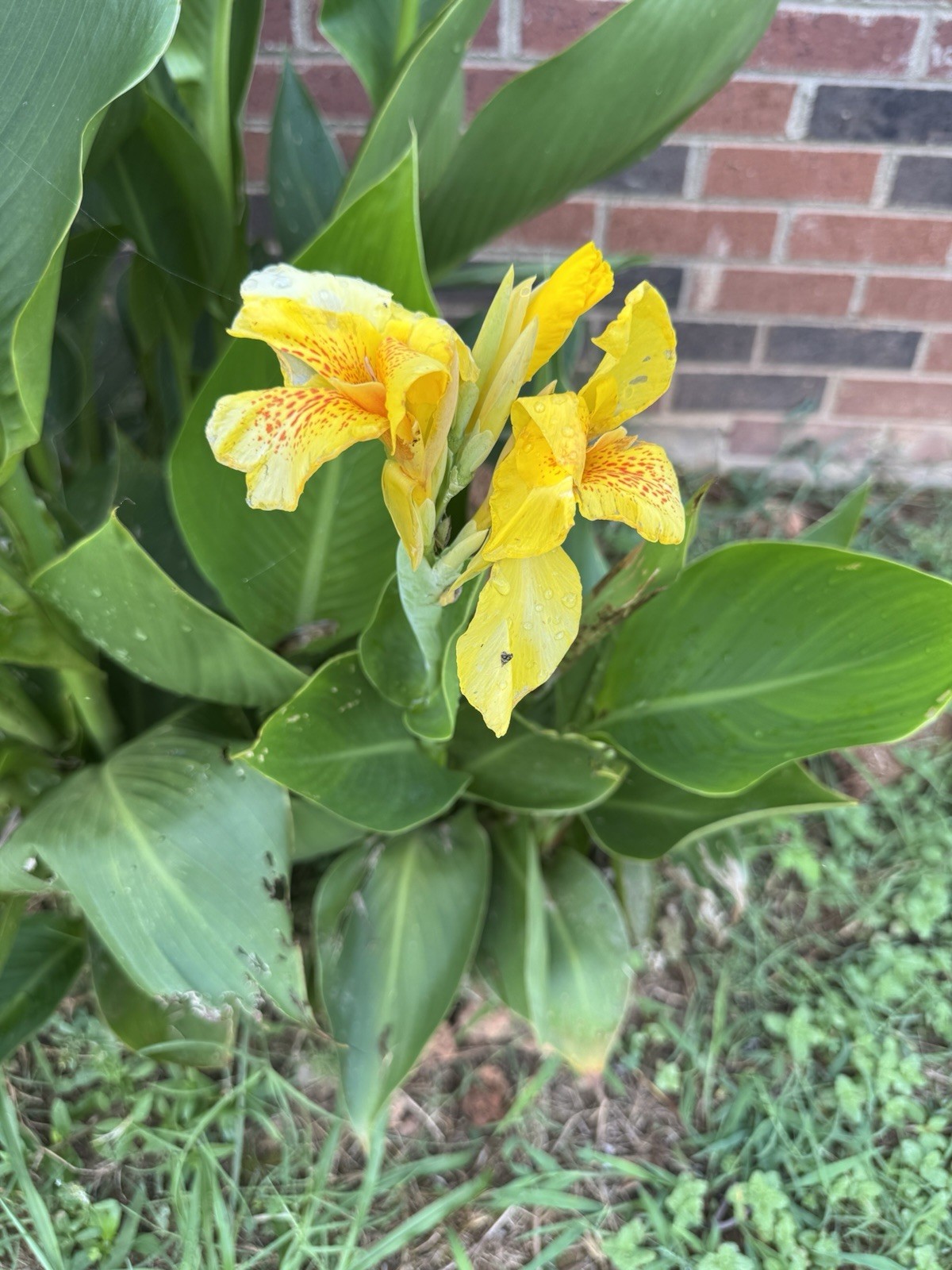 4 Bulbs Canna Lilly Bulbs Yellow Canna Orange Speckled Throat Medium Height 3ft