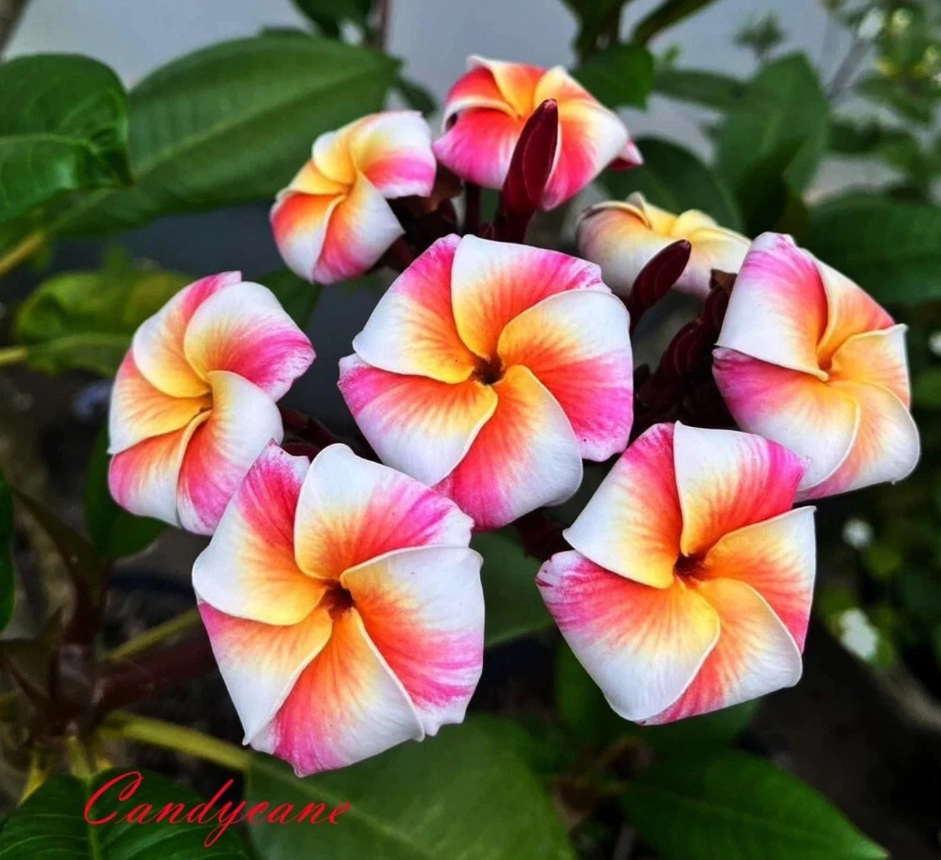 Candy Cane-Plumeria Rubra Frangipani-SMALL Rooted Seedling Plant 4-6 inches