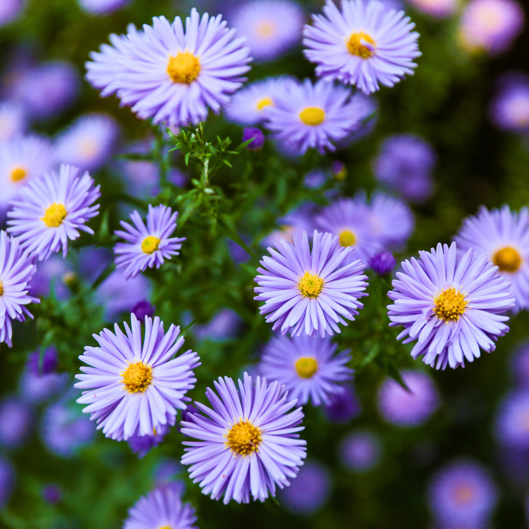 Fresh Premium New England Aster Seeds | Heirloom Non-GMO | Flower Seeds