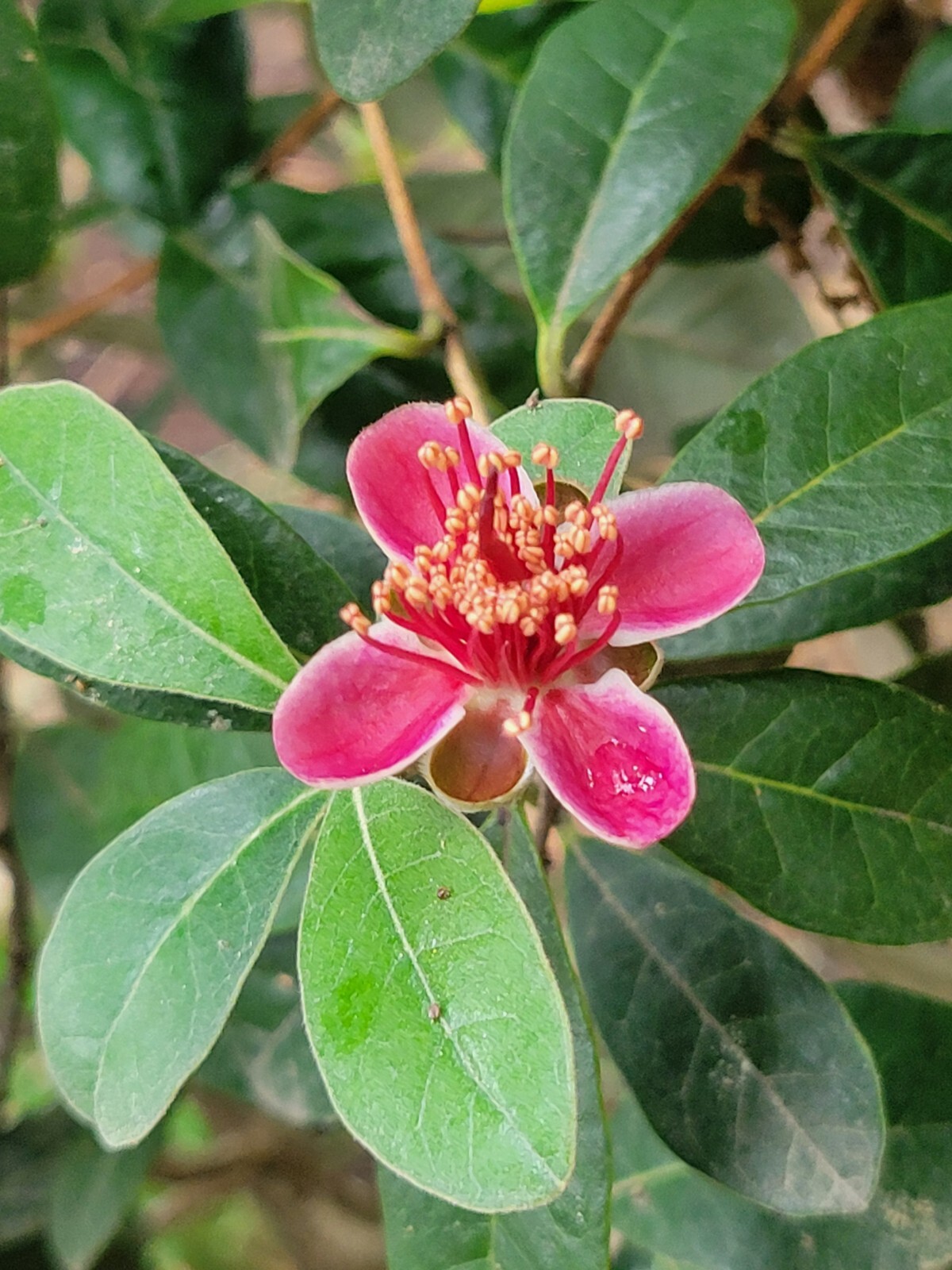 Pineapple Guava Cuttings Pollinator Perfect For Rooting Grafting Edible Flowers
