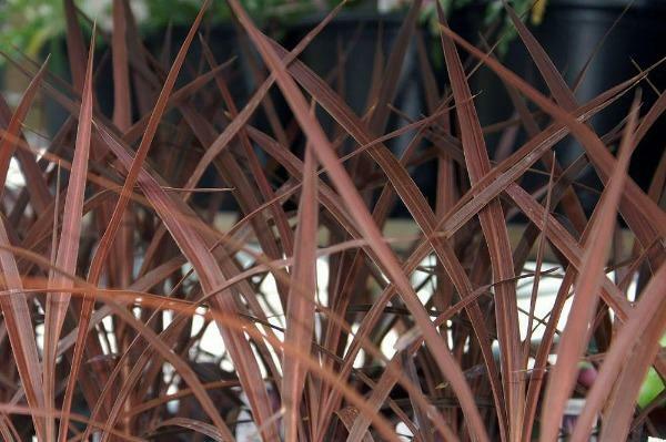 Cordyline obtecta Purpurea | Red Cabbaga Palm | 10 Seeds