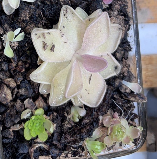 No ID pink pinguicula butterwort carnivorous plant
