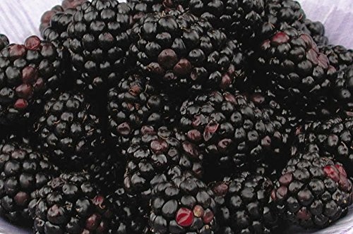 Green Promise Farms Rubus Chester Thornless Blackberry Edible-Shrub Blackberry