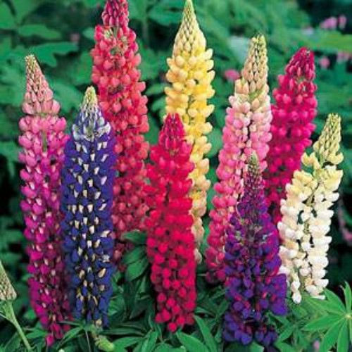500 Seeds Lupine Seeds For Planting | Lupinus Russell Hybrids Flower Seed Mix