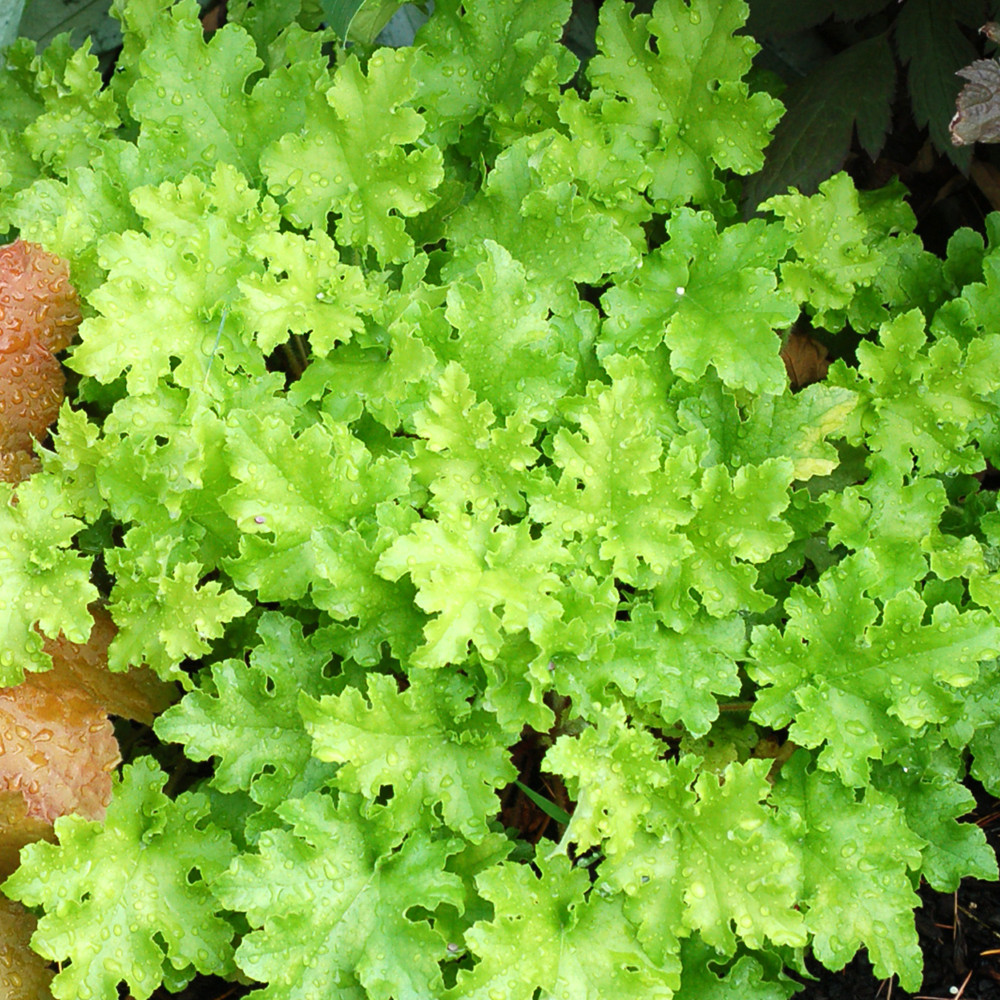 3 Mixed Heuchera, 3 pots, one plant per 3.5 inch pot