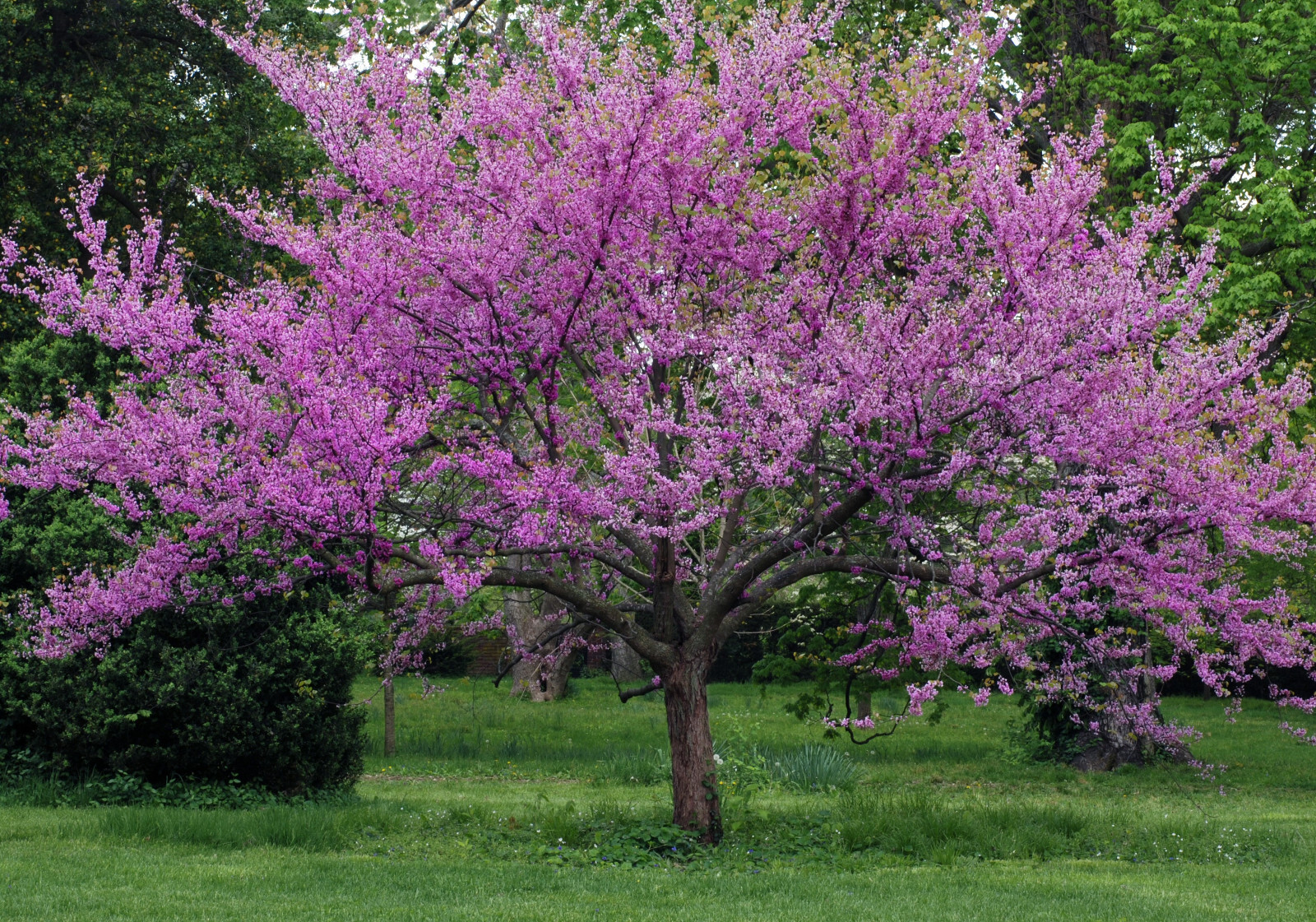 Eastern Redbud 24″-36″ tall (Cercis canadensis)- Potted in 5″ deep band pot