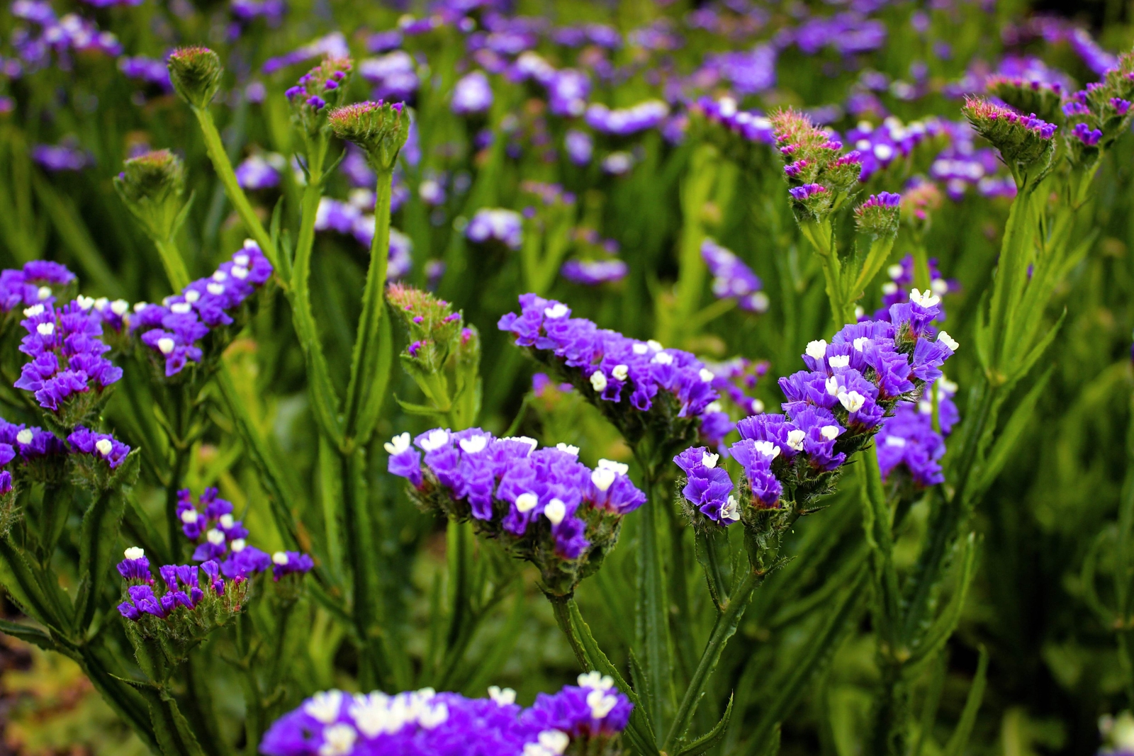 50 PURPLE STATICE / SEA LAVENDER Limonium Sinuatum Flower Seeds *Comb S/H