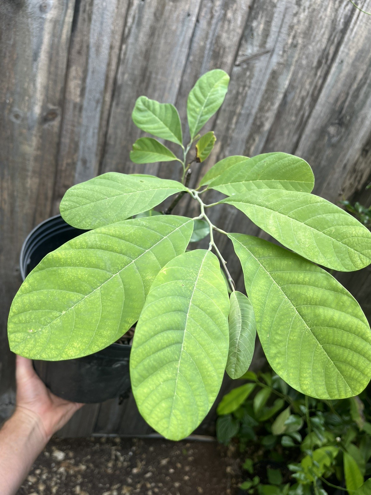 Annona diversifolia GRAFTED Pink Ilama ‘Coatepec’ plant in 3 gal pot