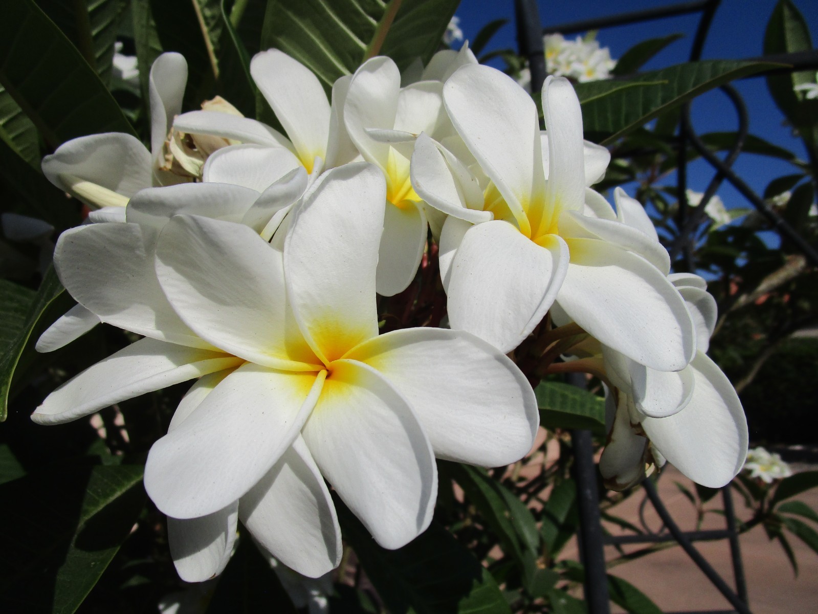 Plumeria cutting Samoan Fluff 2-tip 7-9 inch tropical warm climates only