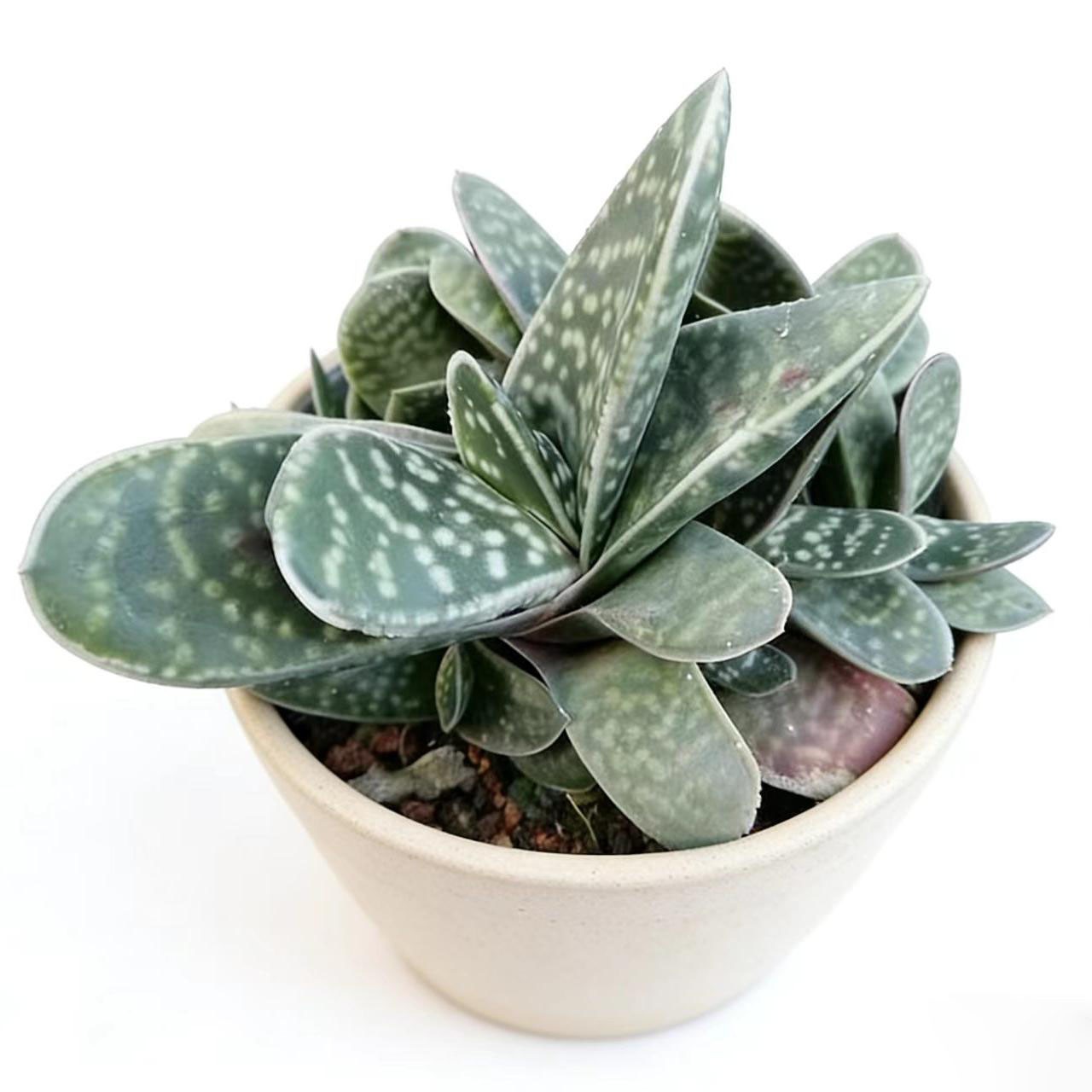 Rare Succulent Plants | Live House Plants for Home Office and Garden Decor