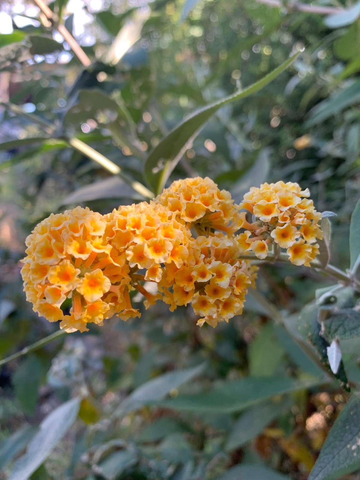 Butterfly bush cuttings X 10, roots easy – ‘yellow’ color