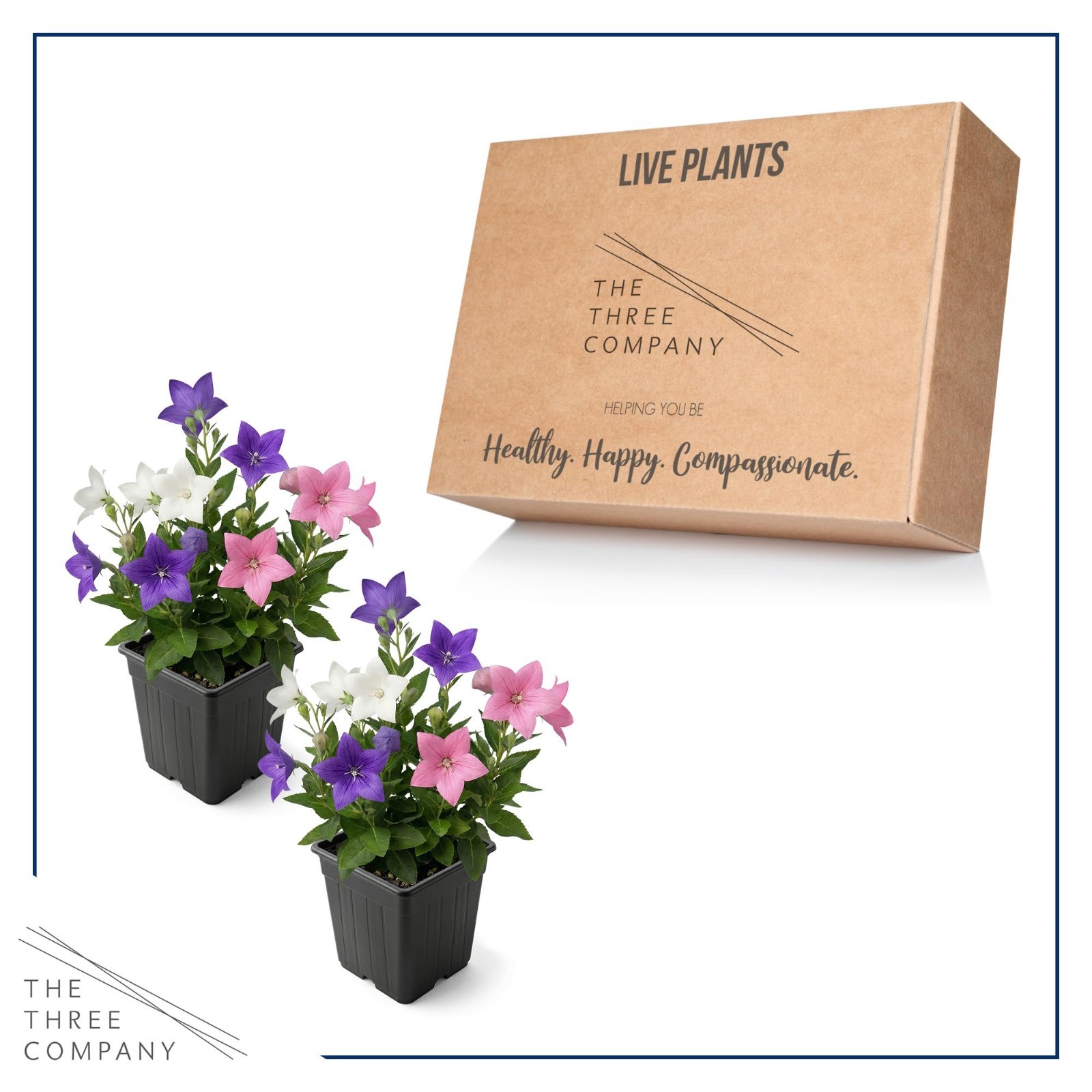 Blooming Pink Balloon Flower 2-Pack – Summer Perennial Plant, 10″ Tall, 1 Qt Pot