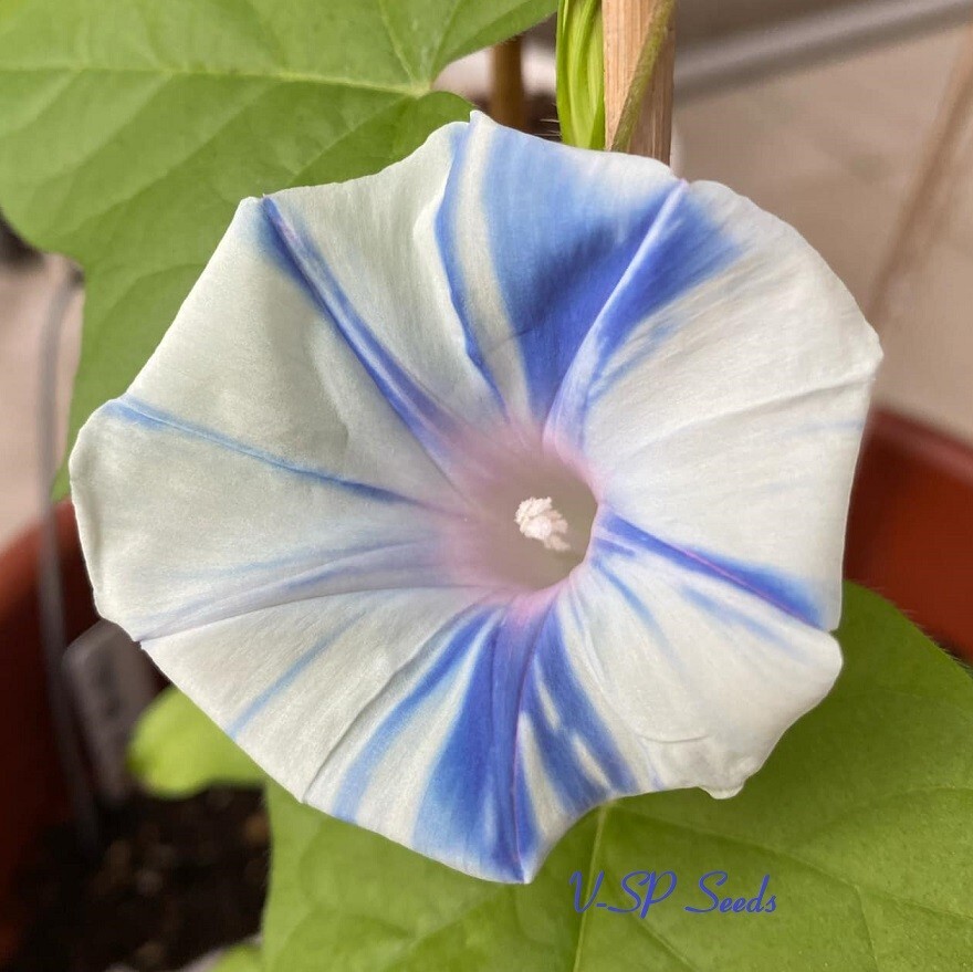 Dusty Blue Collection – Japanese Morning Glory – ipomoea NIL – 6 seeds – Amazing