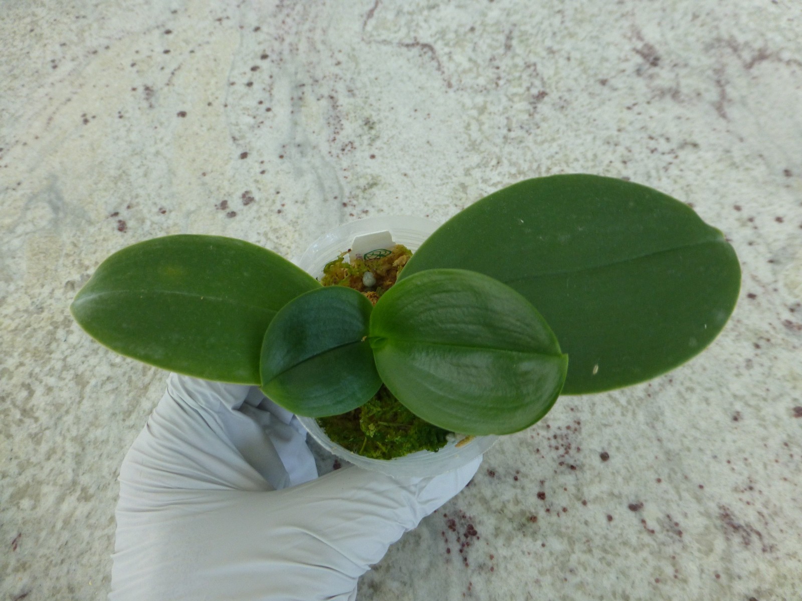 Fragrant Orchid Phalaenopsis Phal. Meidarland Kaiulani ‘Red Girl’ In 2.5″ Pot
