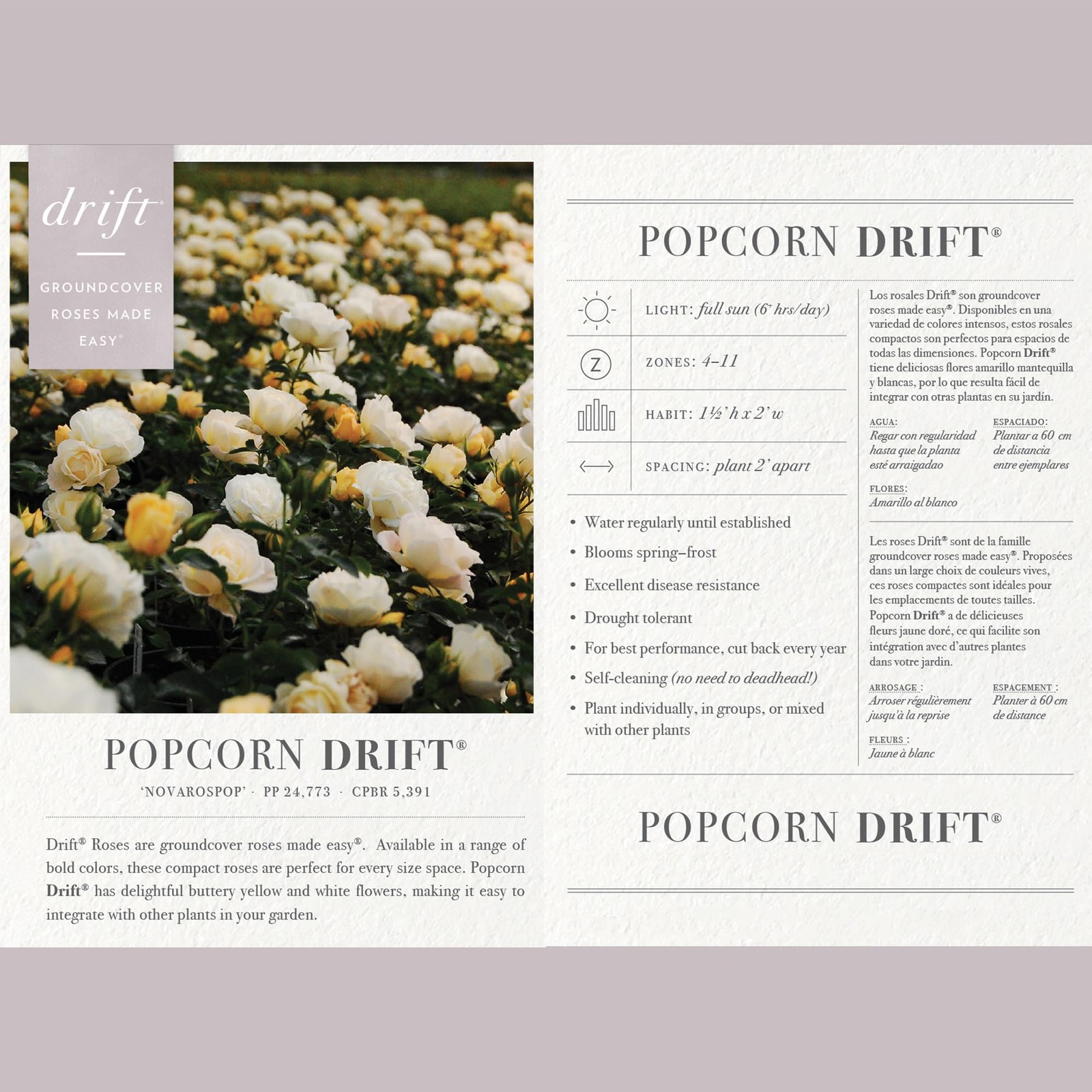 Generic Drift 2 Gal. Popcorn Rose Shrub