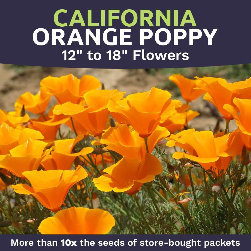 California Orange Poppy Wildflower Seeds – Bulk 1/4 Pound Bag – over 80,000 Nati