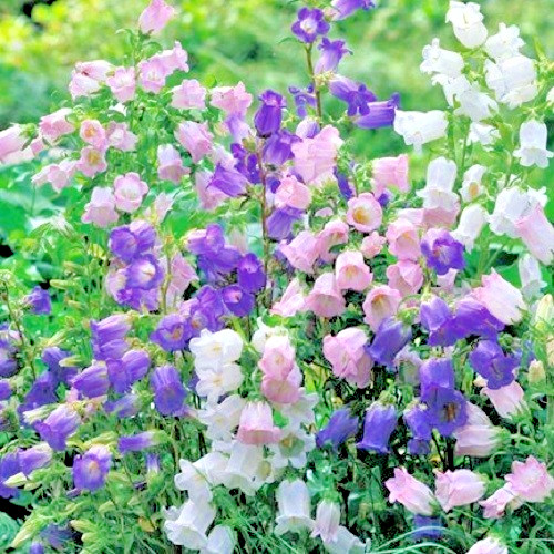 Canterbury Bells Seeds Campanula Rainbow Florist’s Dream Mixed Colors Flowers