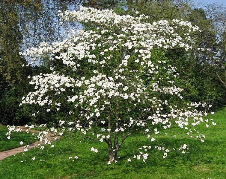 FLOWERING DOGWOOD TREE LIVE PLANT 12-18 INCHES SET OF 2