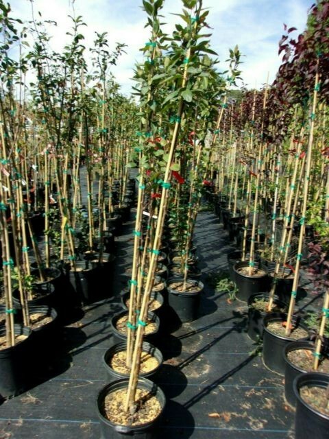 Profusion Red Flowering Crabapple Tree 4′-6′ Ft Trees Plants Plant Flowers