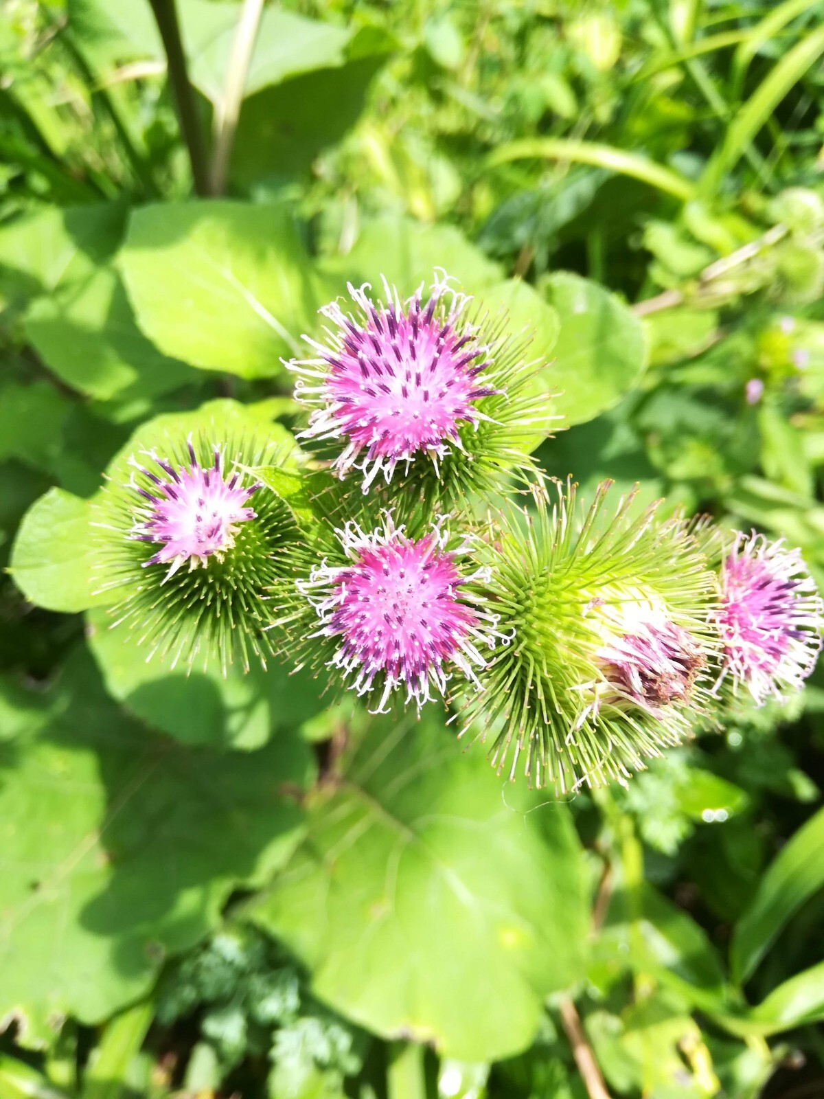 Greater Burdoch, Arctium Lappa 1/4 Tsp.