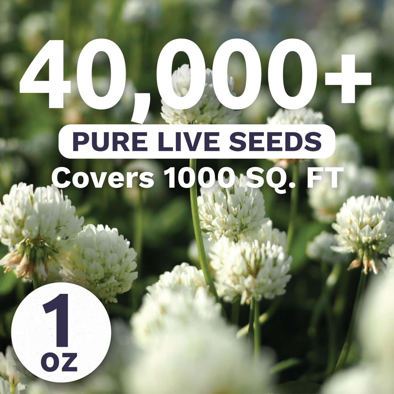 White Dutch Clover – Large 1 Ounce Packet – 1 Pouch (40,000 Seeds)