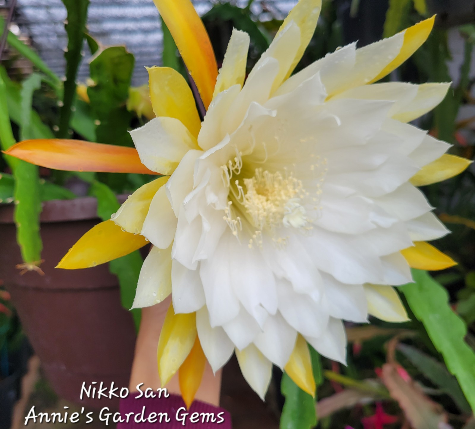 Epiphyllum Nikko San Unrooted Cuttings – 8 to 10 inches long
