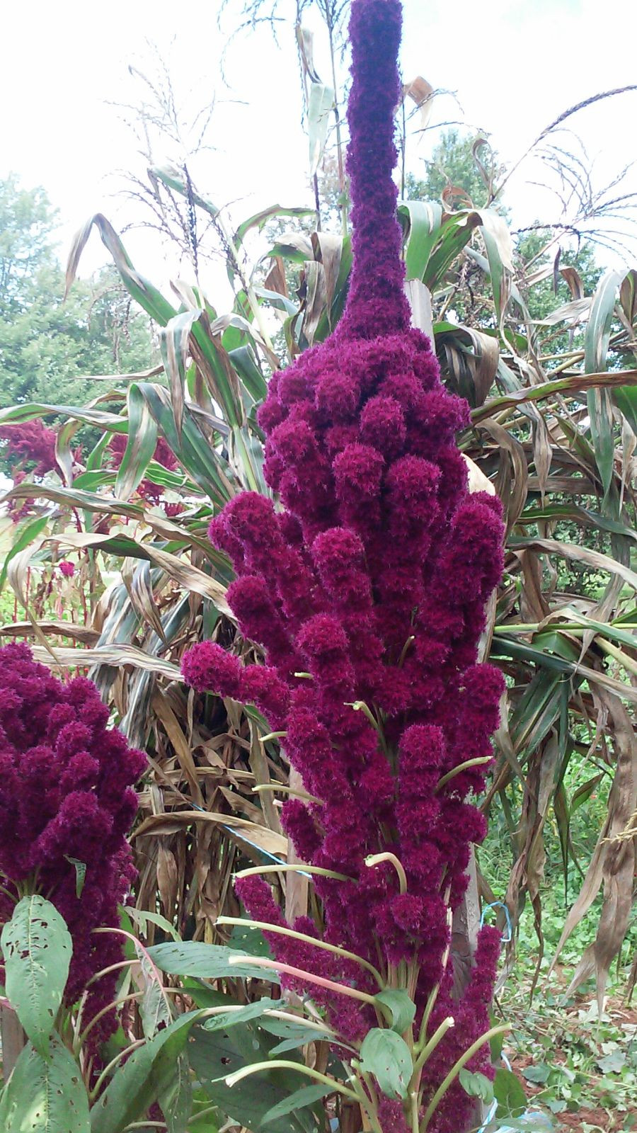 Elephant Head Amaranth HEIRLOOM 4-5 FT TALL – COMB. S/H SEE OUR STORE