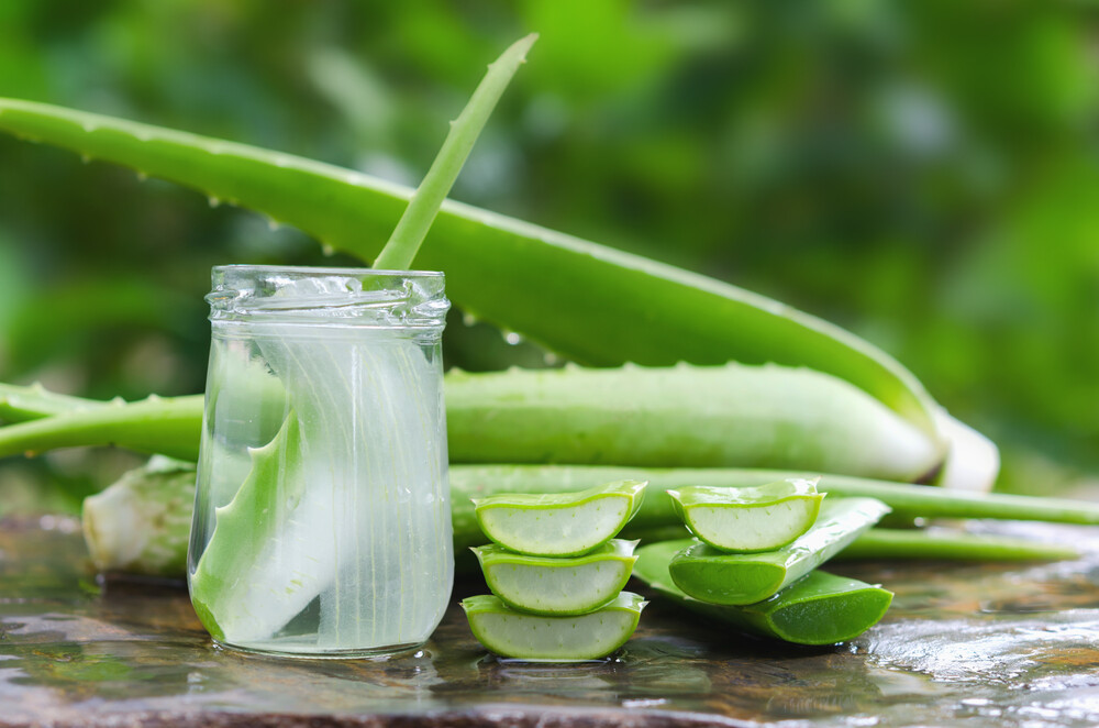 Aloe Vera Barbadensis Organic Leaf Edible Antioxidant, Skin Healing 16 -64ounce