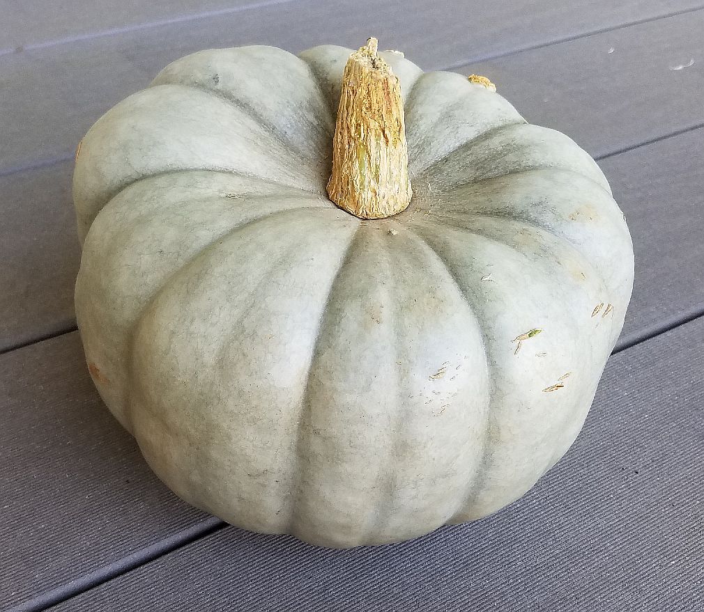 10 Seeds, Heirloom JARRAHDALE Pumpkin Seeds E170.2, Winter Squash Long Keeper