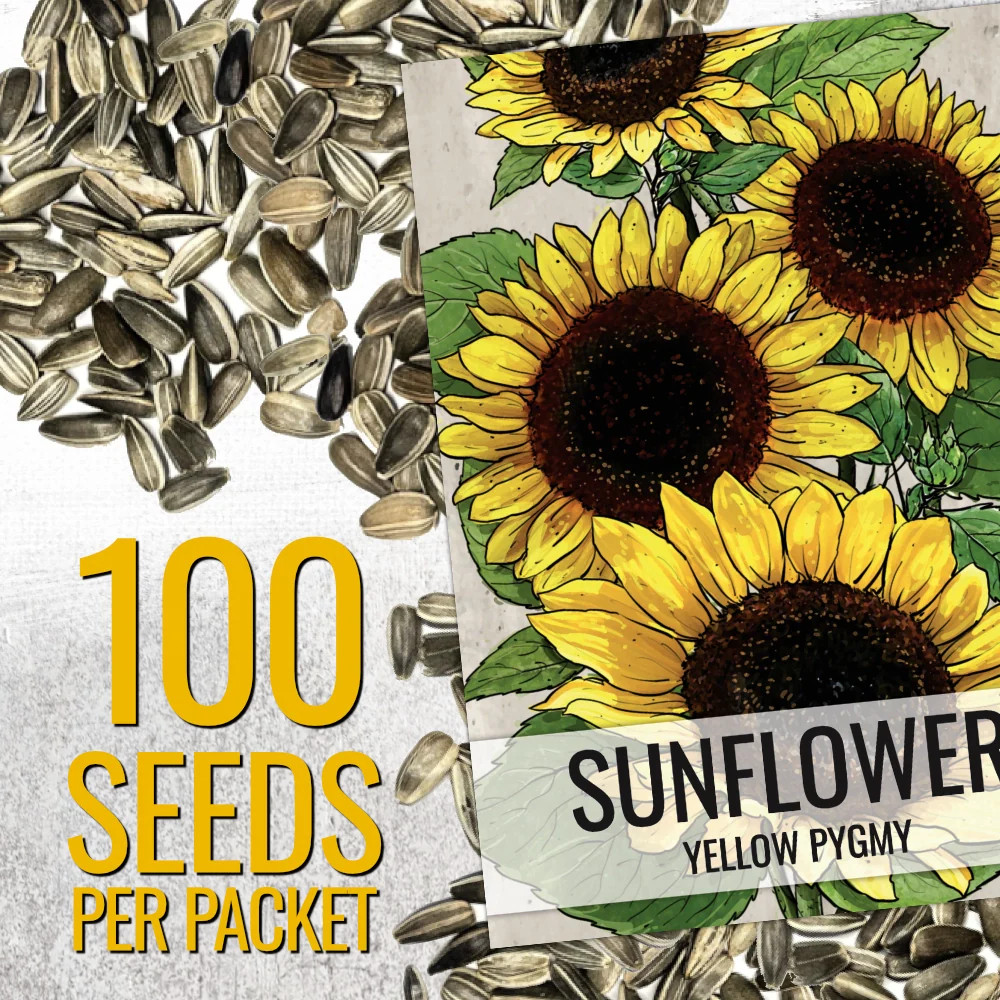Yellow Pygmy Sunflower Seeds For Planting (Helianthus annuus)