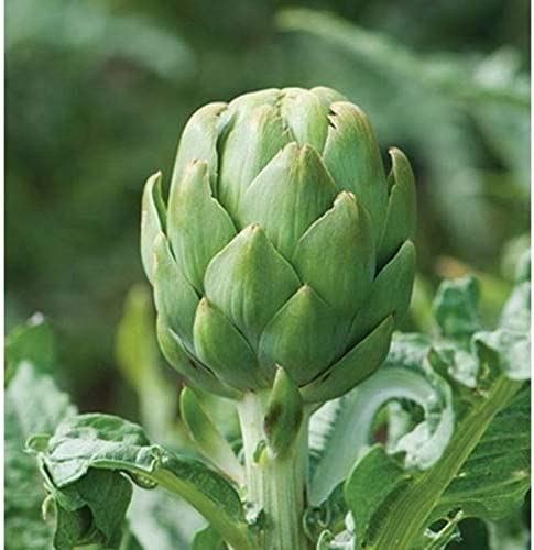 Imperial Star Globe Artichoke Most Reliable Artichoke for The Northern climates!