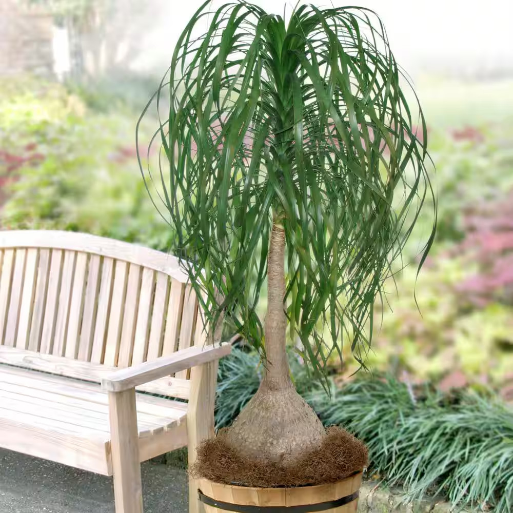 5.5 In. Cottage Hill Ponytail Palm Plant in Pot
