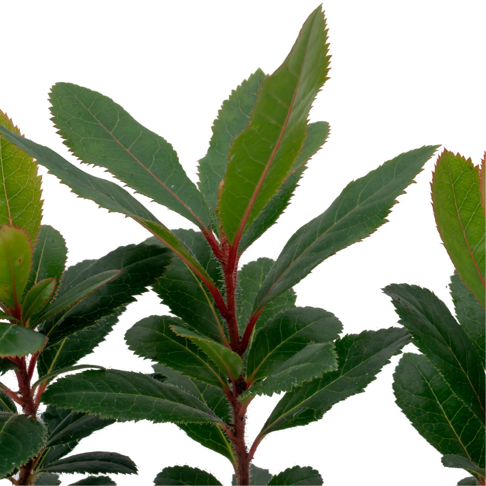Arbutus Unedo – Strawberry Tree – Live Plants – Sweet Beauty in 2.5 Inch Cubes
