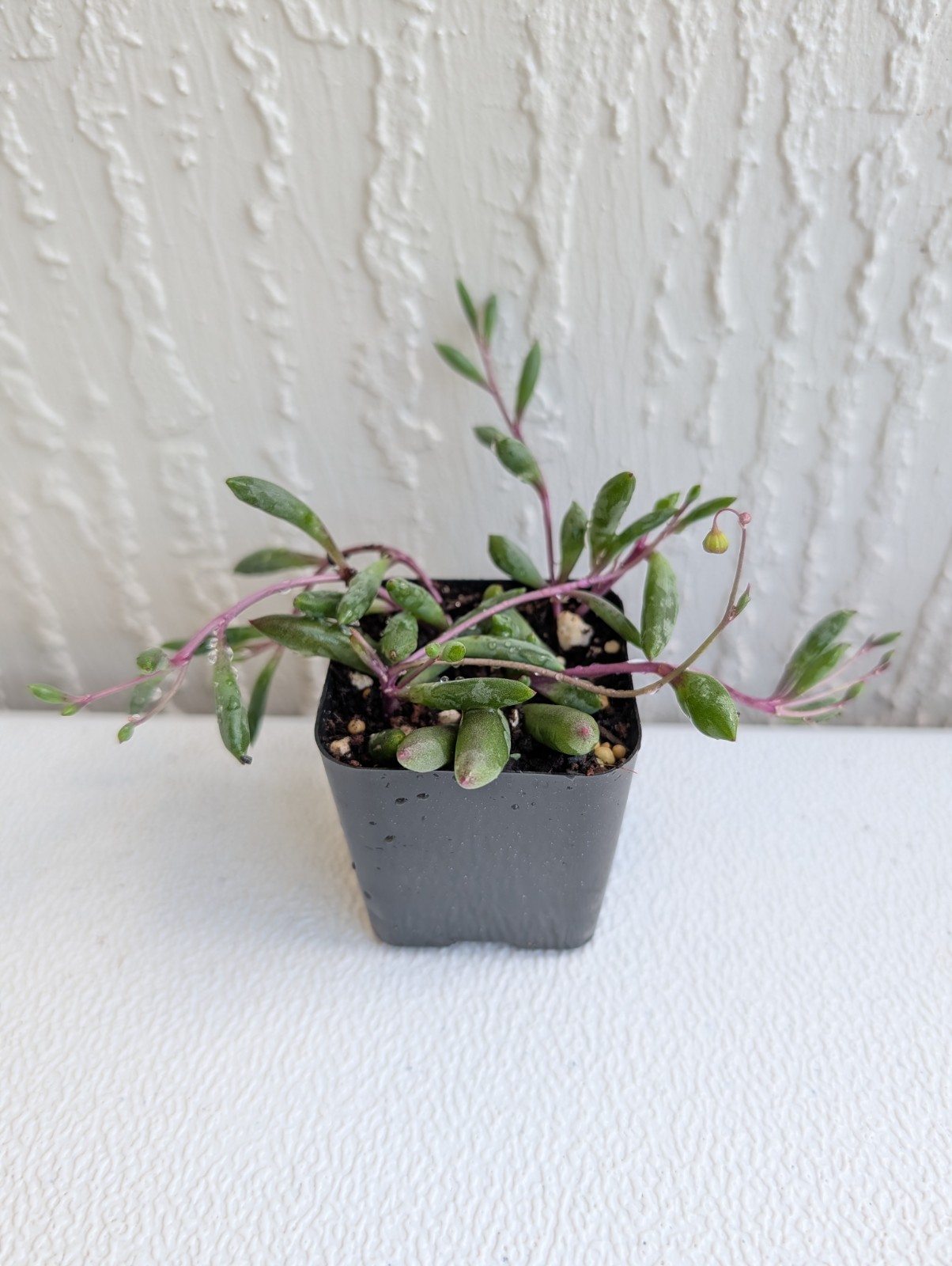String of Rubies Succulent Plant Othonna Capensis Rooted in 2″ Pot
