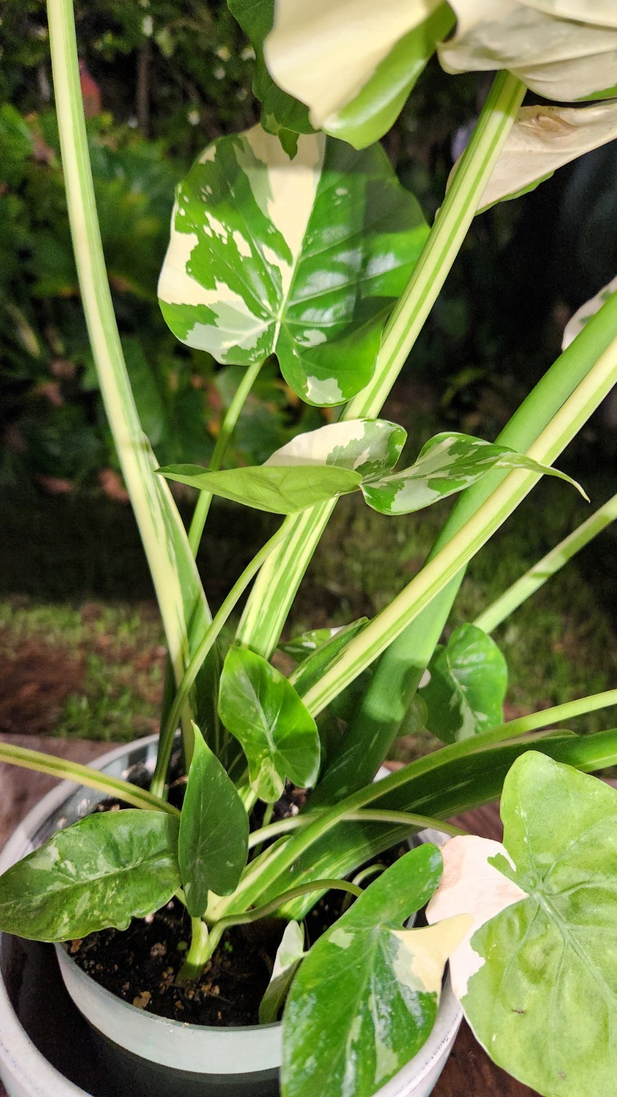 Alocasia gageana variegated plant in 6″ Pot 17″ – 22″ Tall 18″ – 19″ Wide