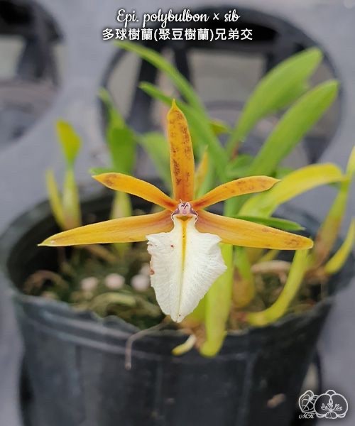 Epidendrum polybulbon × sib [Fragrant]
